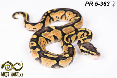 hadi na prodej, mládě, český chov hadů, odchov hadů, mojihadi.cz, Python regius, ballpython, krajta královská, Pastel, poss het Orange Ghost